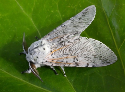 Puss moth (Cerura vinula) Kenneth Noble